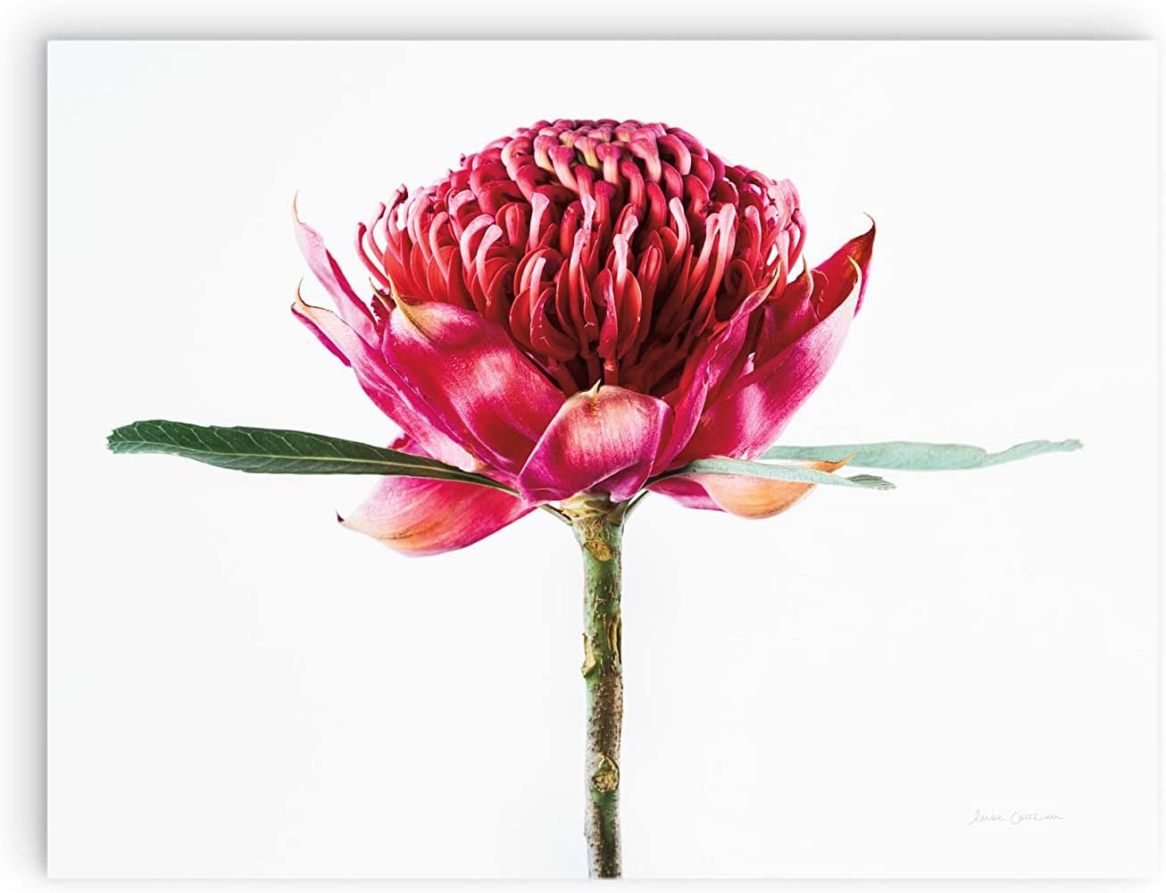 Waratah Flower Wood Plaque 12x16 Wall Decor