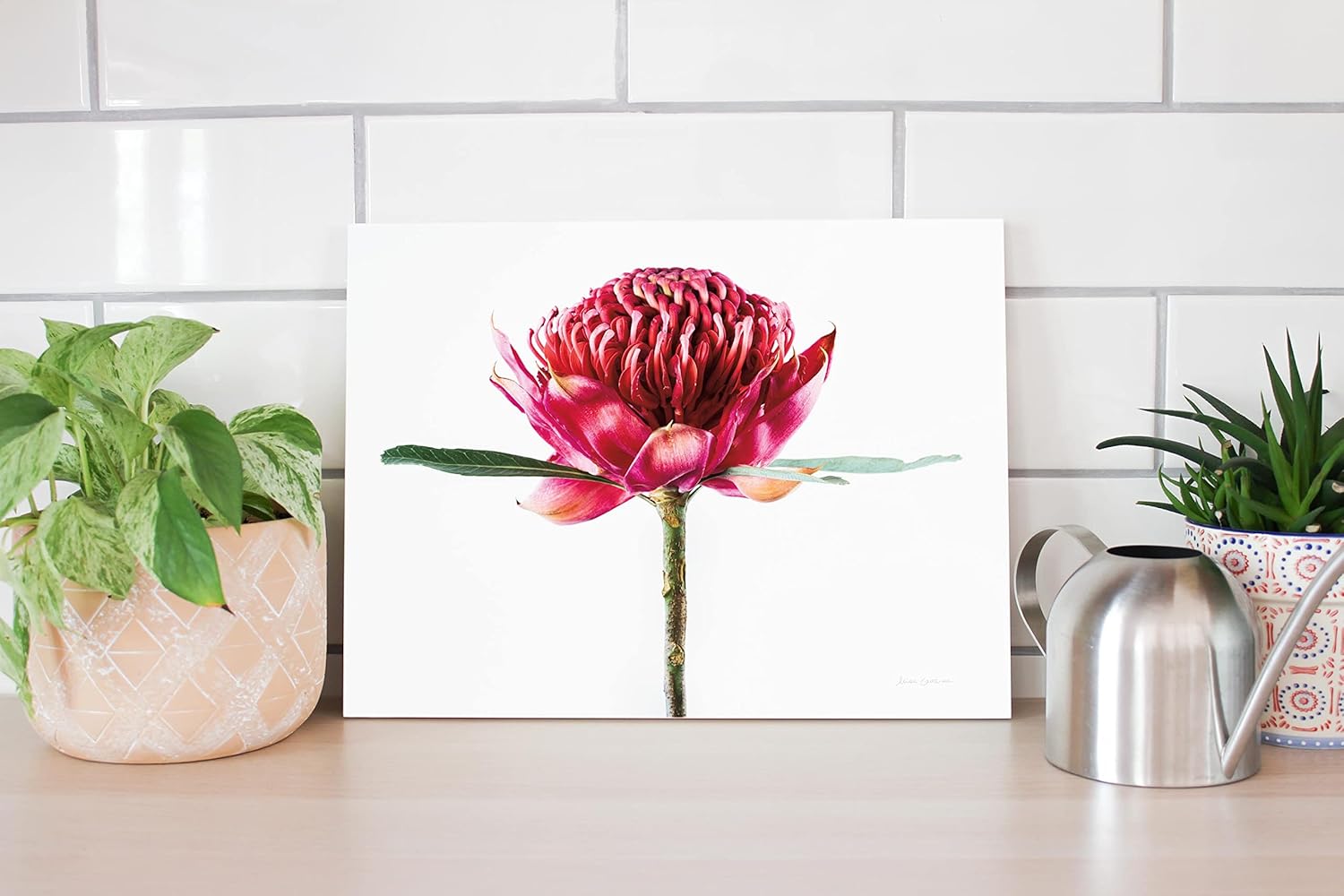 Waratah Flower Wood Plaque 12x16 Wall Decor